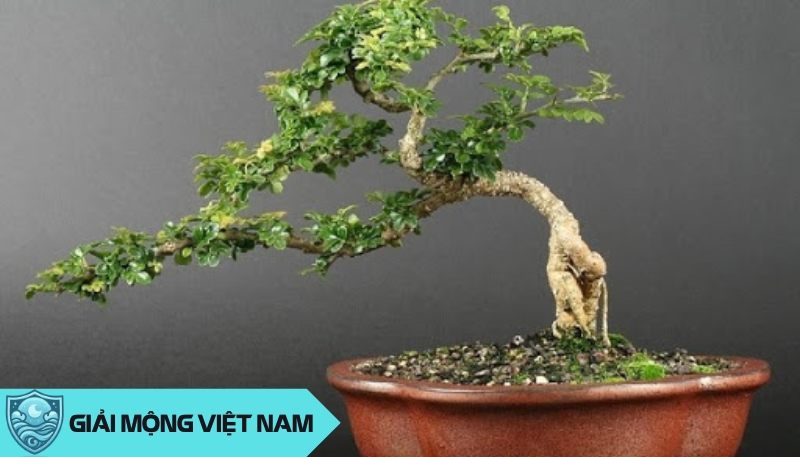 Cây Cần Thăng là một lựa chọn phong thủy tuyệt vời cho cung Bọ Cạp