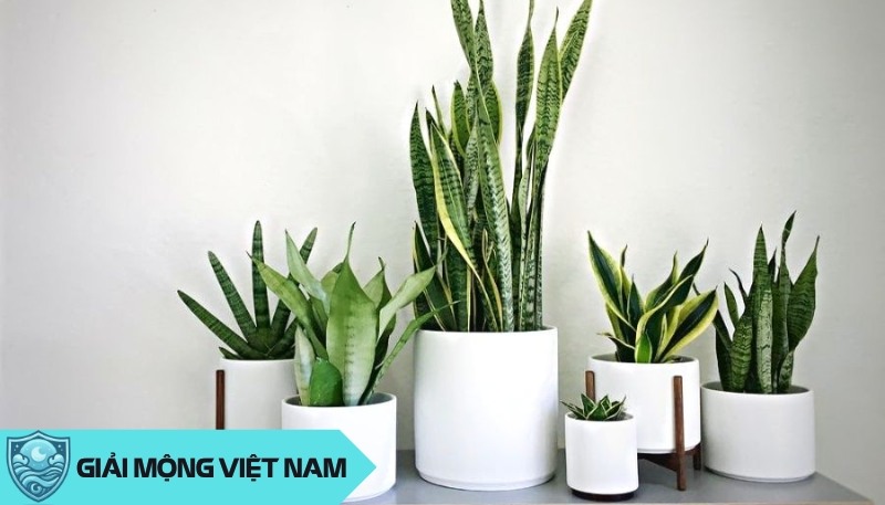 Cây cảnh phong thủy phù hợp với cung Nhân Mã – Lựa chọn hoàn hảo cho may mắn và tài lộc