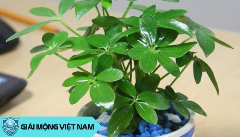 Loài cây này không chỉ đẹp mắt mà còn có tác động tích cực đến năng lượng và sự cân bằng trong không gian sống của Thiên Yết.