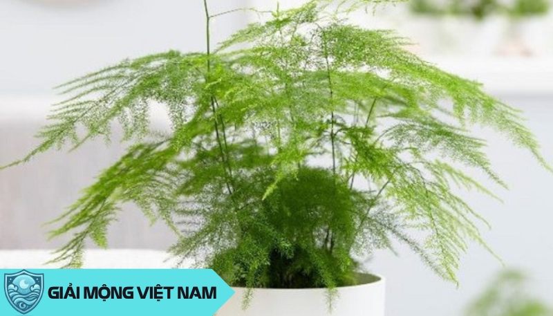 Cây Thủy Tùng là một trong những loài cây phong thủy đặc biệt phù hợp với năng lượng của cung Bọ Cạp.