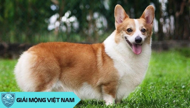 Điềm báo từ giấc mơ thấy chó Corgi: Hòa thuận và bảo vệ, vui vẻ và đáng yêu