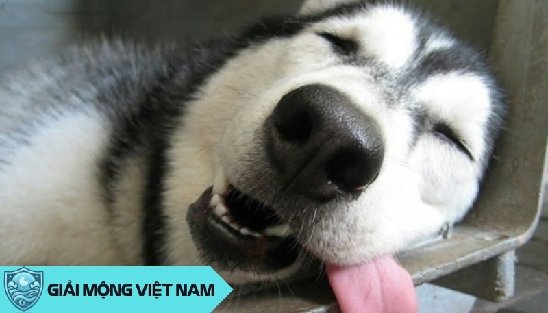 Nằm mơ thấy chó Husky tinh nghịch: Giữa can đảm và ngây ngô có gì?