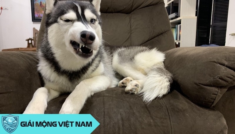 Giấc mơ thấy chó Husky: Thông điệp ngáo ngơ hài hước từ người bạn bốn chân