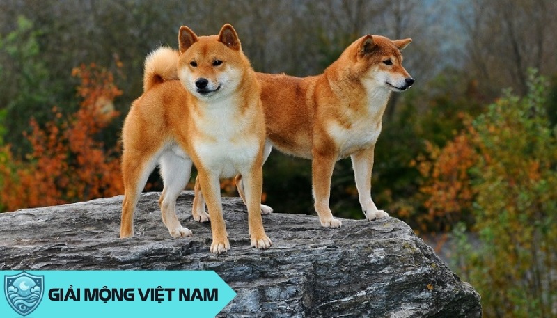 Nằm mơ thấy chó Shiba: Giải mã điềm báo từ biểu tượng may mắn của Nhật Bản