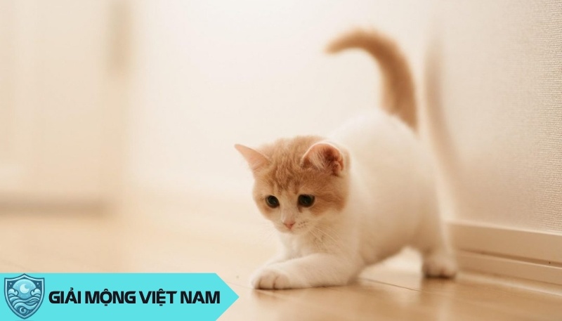 Mèo vào nhà điềm lành hay dữ? Giữa nỗi lo và niềm vui theo phong thủy dân gian