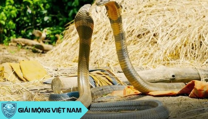 Nằm mơ thấy 2 con rắn ý nghĩa gì về tương lai, điềm báo tốt hay xấu?