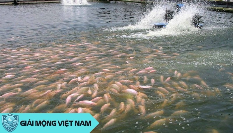 Nằm mơ thấy ao cá: Soi mình trong gương nước của tiềm thức