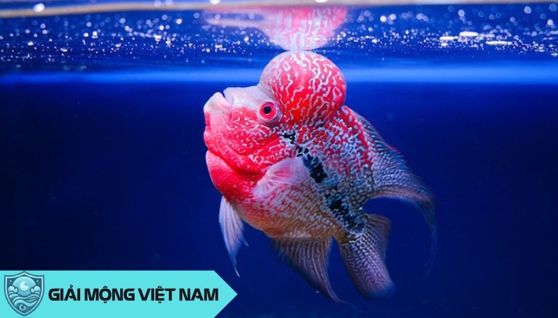 Nằm mơ thấy đàn cá la hán trong hồ thường được xem là điềm báo tốt.