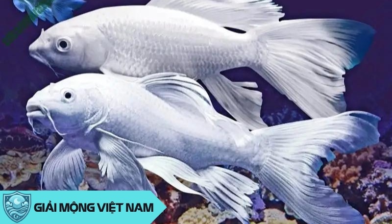 Nằm mơ thấy cá trắng: Dự báo bất ngờ về sự nghiệp và công danh theo phong thủy