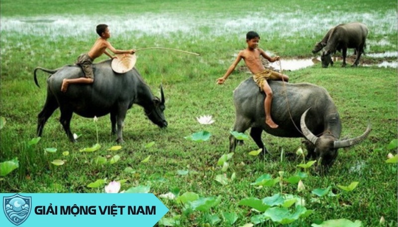 Nằm mơ thấy chăn trâu: Điềm may mắn từ công việc chăm chỉ và bình dị