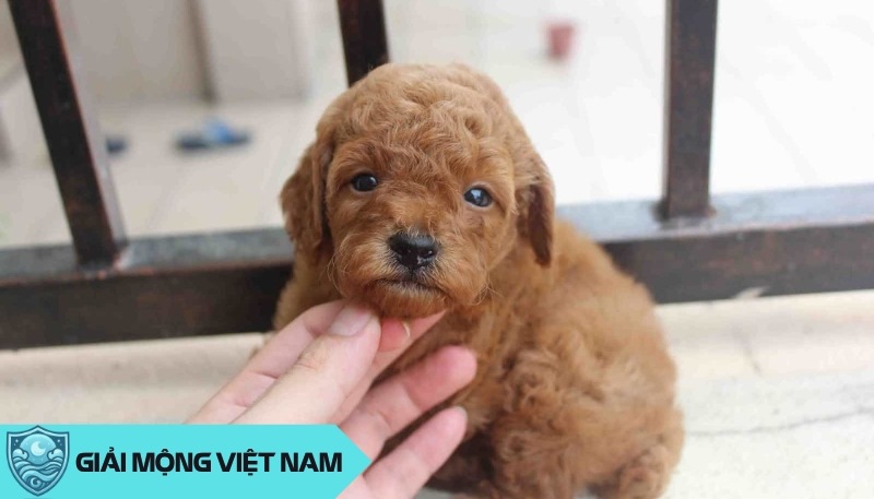 Nằm chiêm bao thấy chó con mang ý nghĩa lành hay dữ, nên đánh đề con gì dễ trúng?