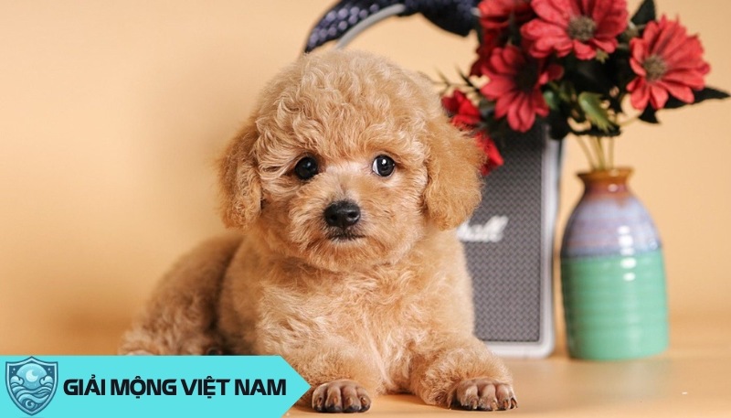 Nằm mơ thấy chó Poodle: Điềm báo từ người bạn lông xoăn thông minh