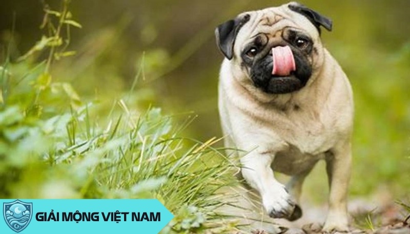 Nằm mơ thấy chó Pug: Điềm báo bất ngờ hay dấu hiệu may mắn?