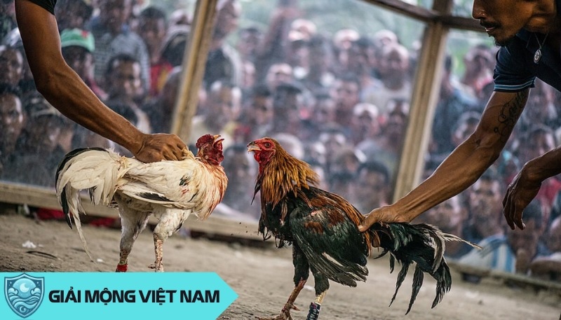 Nằm mơ thấy đá gà: Điềm báo từ môn chơi truyền thống và gây tranh cãi