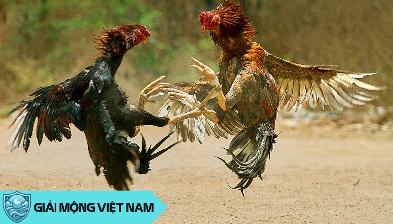 Nằm mơ thấy đá gà: Điềm báo từ trận đấu hào hùng và tàn khốc, đánh con gì?