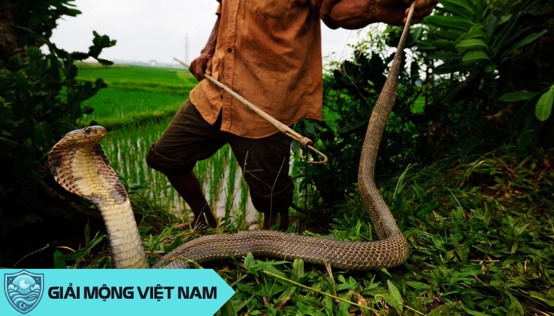 Nằm mơ thấy đập chết rắn có ý nghĩa lành hay dữ? Đánh lô con gì may mắn?