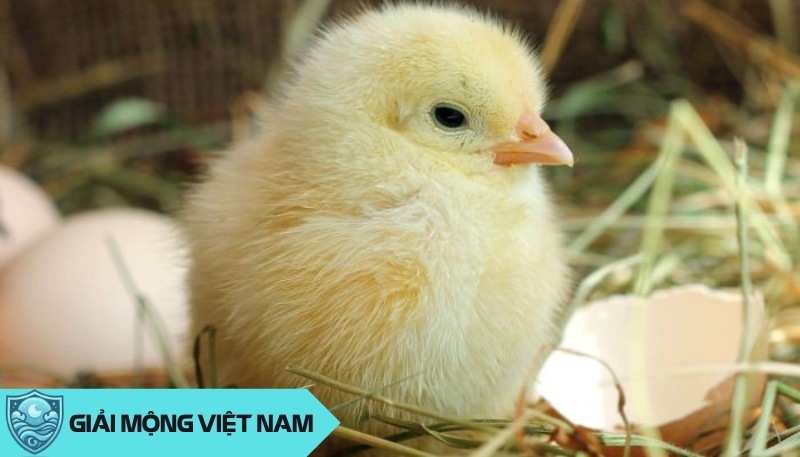 Nằm mơ thấy gà con: Sự trong sáng và tinh khiết của tâm hồn