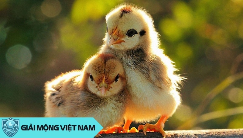 Nằm mơ thấy gà con: Sự phát triển và tương lai rộng mở