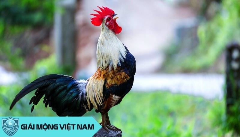 Mơ thấy gà béo mập và khỏe mạnh: Điềm no đủ và hạnh phúc gia đình