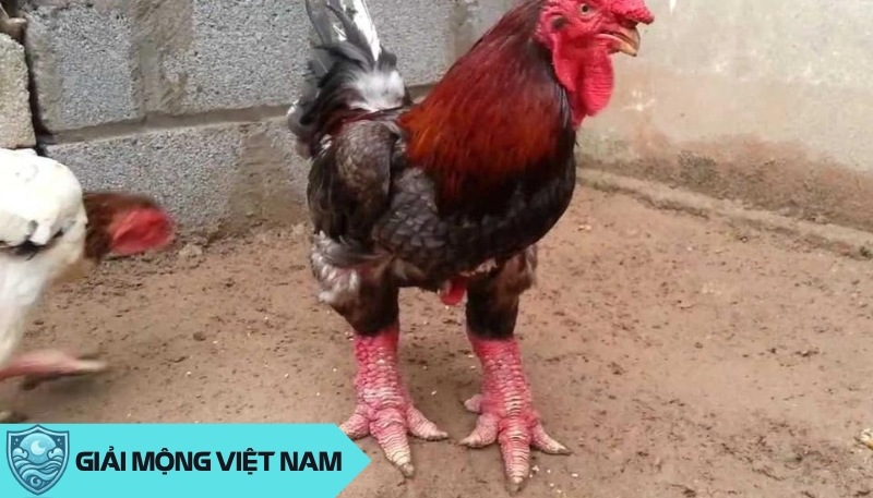 Nằm mơ thấy gà Đông Tảo: Khám phá ý nghĩa trong văn hóa Việt