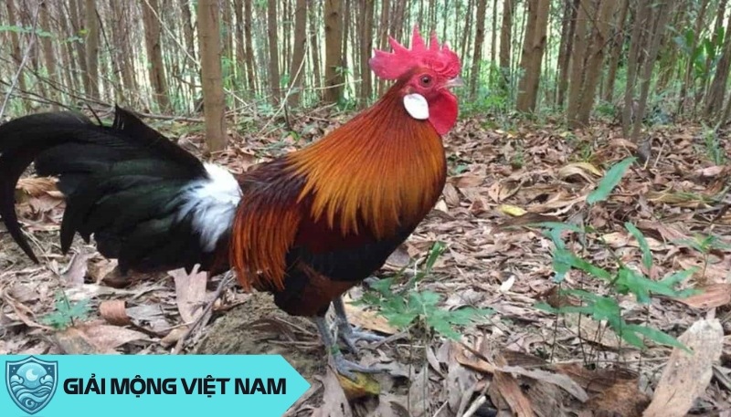 Nằm mơ thấy gà rừng: Khơi dậy khát khao vượt qua giới hạn bản thân