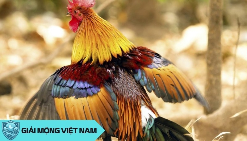 Nằm mơ thấy gà rừng: Khám phá bản năng nguyên thủy trong tiềm thức