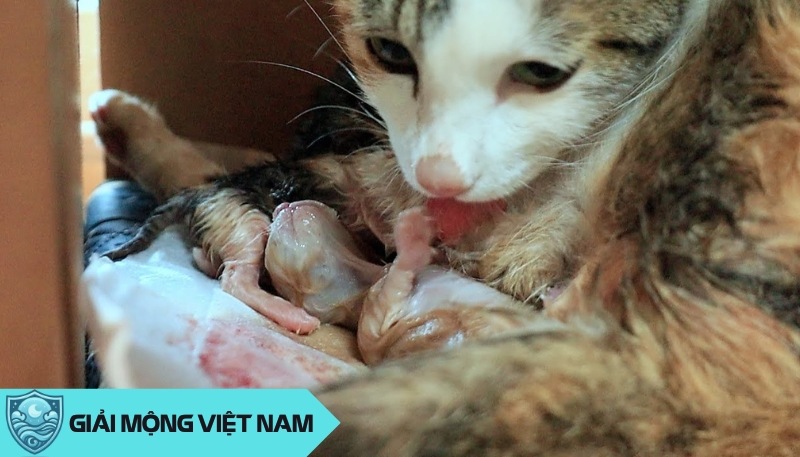 Nằm mơ thấy mèo đẻ con: Điềm báo sức khỏe tốt hay xấu và đánh con gì để cầu an?