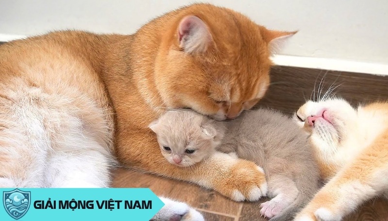 Nằm mơ thấy mèo đẻ con: Điềm báo thịnh vượng hay suy thoái, đánh con gì?