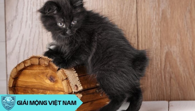 Nằm mơ thấy mèo đen đánh con gì: Giải mã ngôn ngữ của tiềm thức và vũ trụ