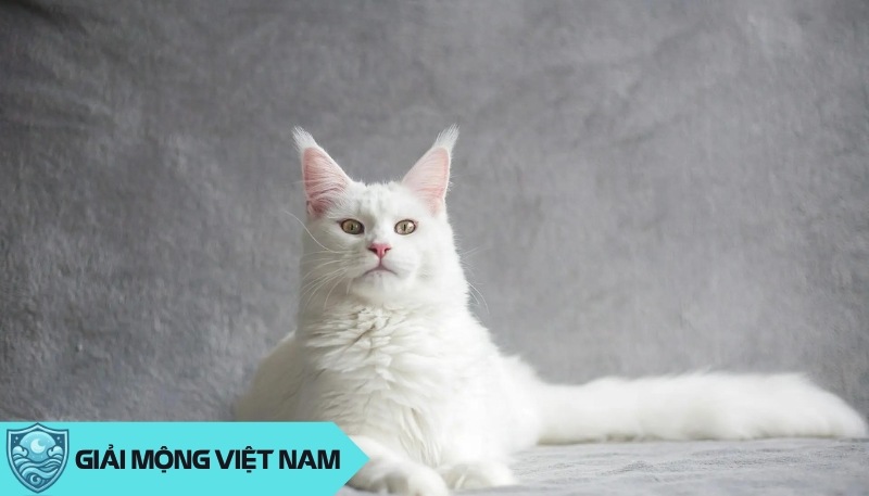 Nằm mơ thấy mèo trắng: Giữa hiện thực và hư ảo, đánh con gì trúng đậm?