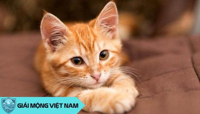 Giải mã giấc mơ thấy mèo vàng theo phong thủy và tâm linh