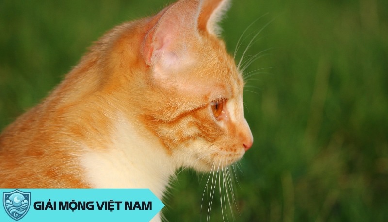 Nằm mơ thấy mèo vàng: Từ hy vọng đến thất vọng, đánh con gì đảo ngược tình thế?