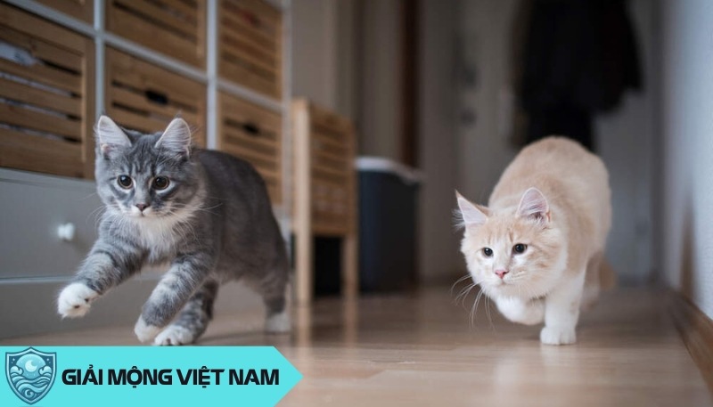 Nằm mơ thấy mèo vào nhà: Điềm báo may mắn hay rủi ro?