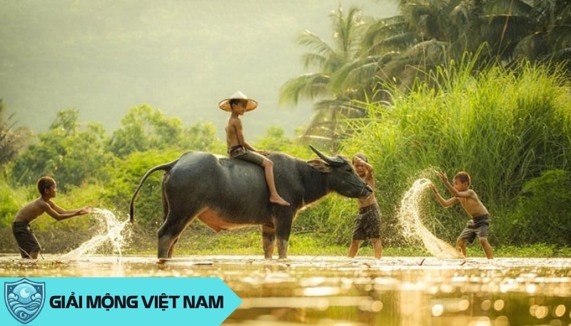 Nằm mơ thấy con trâu: Giải mã điềm báo từ biểu tượng sức mạnh