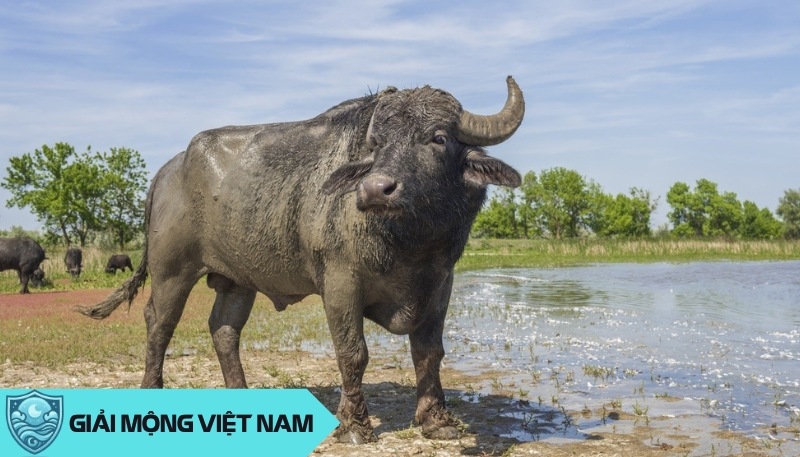 Nằm mơ thấy trâu nước: Khám phá điềm lành từ loài vật bền bỉ và thông thái