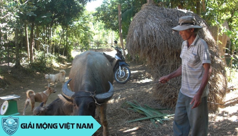 Nằm mơ thấy trâu đẻ con: Điềm báo thịnh vượng và sinh sôi nảy nở