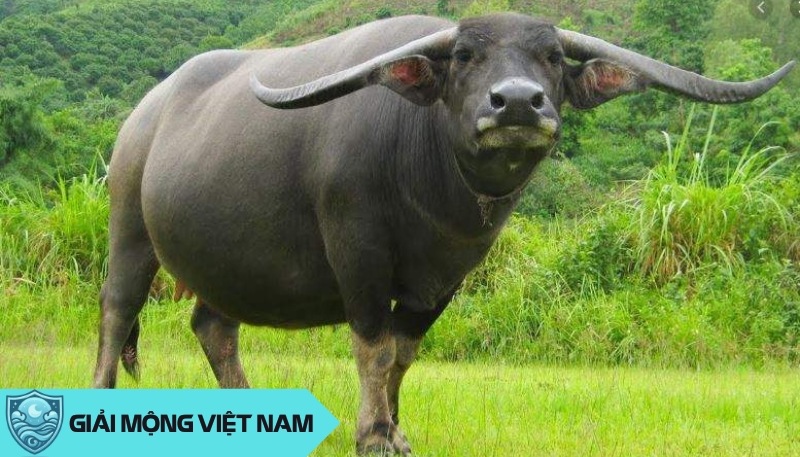 Nằm mơ thấy trâu đuổi húc: Điềm báo kỳ lạ và cách chuyển họa thành phúc, đánh con gì?