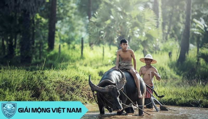 Nằm mơ thấy trâu nước đánh con gì?