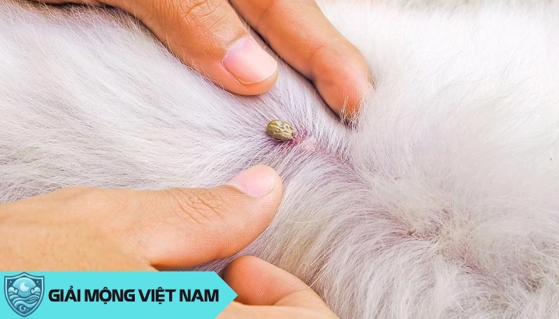 Nằm mơ thấy ve chó: Điềm gì từ loài ký sinh nhỏ bé và nguy hiểm, đánh con gì?