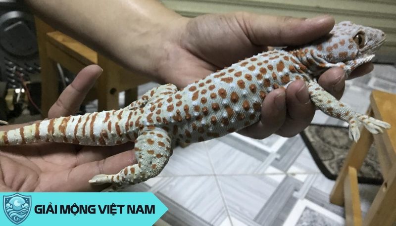 Tắc kè vào nhà: Cuộc gặp gỡ bất ngờ giữa hoang dã và văn minh